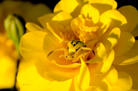 Yellow Crab Spider 8624